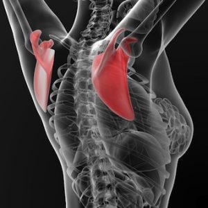 13. Cómo usar los brazos para flexibilizar la columna.