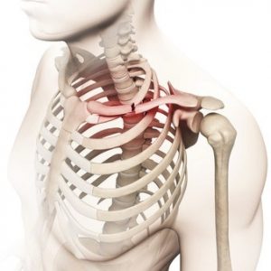 24. La primera costilla, la clave de un cuello libre