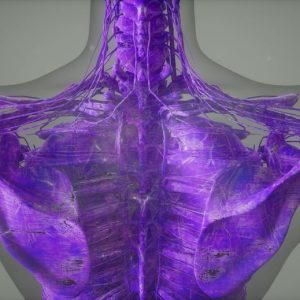 5 Flexión lateral. De pie