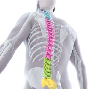 ejercicios feldenkrais