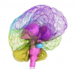 neuromovimiento helena guevara