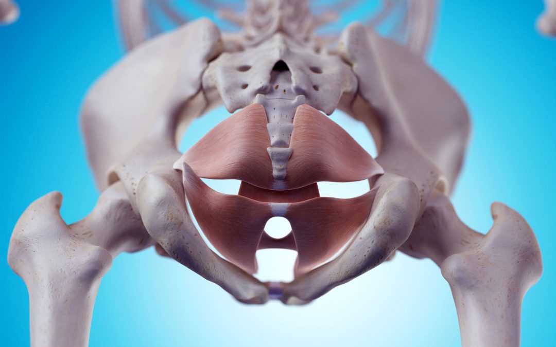 Taller Feldenkrais Domingo 23 Mayo 10h a 13h: «Liberar la pelvis para suavizar los hombros»