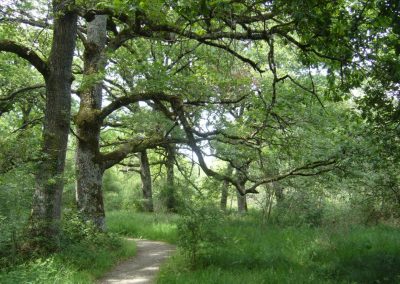 Feldenkrais y senderismo