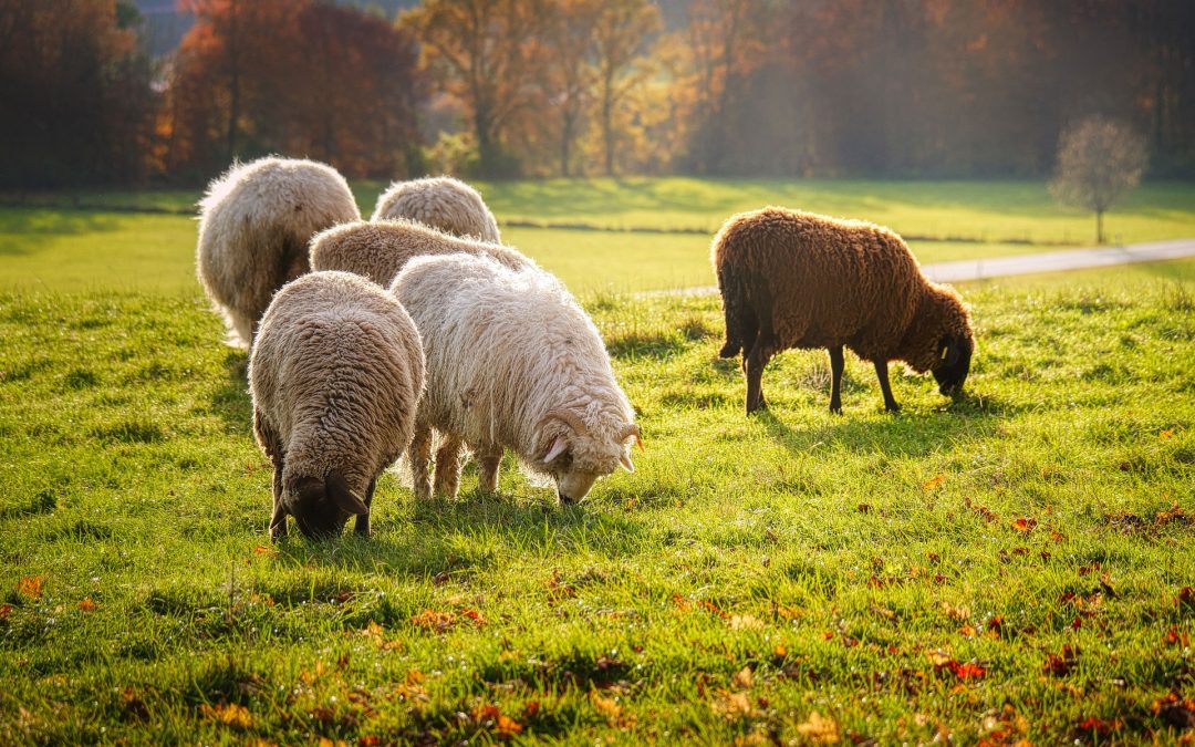 RETIRO FELDENKRAIS 25 a 27 Noviembre – Lizaso – NAVARRA